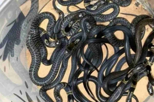 বাড়ি-বাড়ি হানা, ঢাকায় ৯ তলায়ও ধরা পড়ছে সাপ