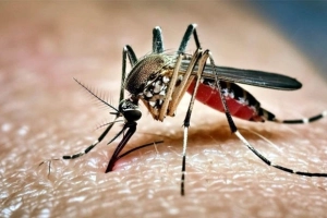 ডেঙ্গুতে একদিনে আরো ১০ জনের মৃ'ত্যু