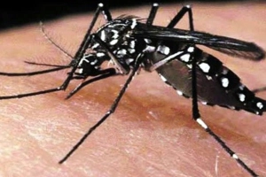 ২৪ ঘণ্টায় ডেঙ্গুতে মৃ’ত্যু নেই, নতুন রোগী ৪৮৮ জন