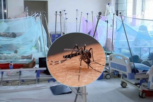 ২৪ ঘণ্টায় ডেঙ্গুতে আরও ২ মৃ'ত্যু, হাসপাতালে ভর্তি ১১৭৯