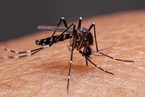 ডেঙ্গুতে তিন মৃ'ত্যু, নতুন আক্রান্ত ৮৩৩ জন