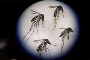 ডেঙ্গুতে প্রতিদিন বাড়ছে মৃ-ত্যু-র তালিকা