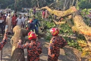 মাদারীপুরে মহাসড়কে গাছ ফেলে নিষিদ্ধ আ’লীগের অবরোধ