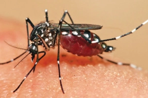 এডিস মশা নিয়ন্ত্রণে সচেতনতা জরুরি