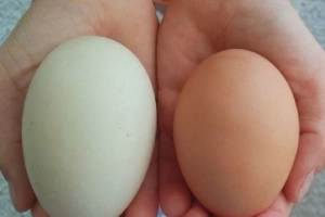 হাঁস নাকি মুরগি: কোন ডিম খাওয়া স্বাস্থ্যকর?