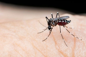 ডেঙ্গুতে ২৪ ঘন্টায় মৃ’ত্যু ৫, হাসপাতালে ভর্তি ৬৩৬