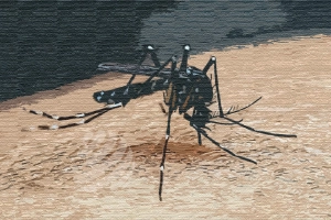 ডেঙ্গুতে ২৪ ঘণ্টায় মৃ'ত্যু নেই, হাসপাতালে ভর্তি ২০০