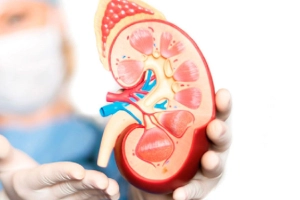 কিডনি ভালো রাখতে পাতে রাখুন এই ৩ ‘সুপারফুড’