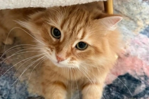 প্রিয় পোষা বিড়াল ‘জেবু’র অজানাকথা শোনালেন জাইমা রহমান