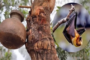 বাড়ছে নিপাহ ভাইরাসের সংক্রমণ, যা জানা জরুরি