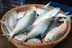 কৃত্রিম পদ্ধতিতে ইলিশ চাষে সরকারের অনুমোদন নেই