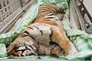 বাড়ির ফ্রিজে বাঘের মরদেহ, গ্রেফতার ২