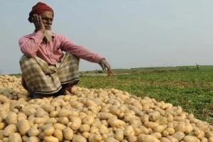 আলুর বাম্পার ফলনেও কৃষকের চোখে অশ্রু