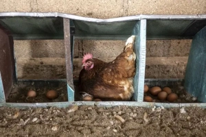 সৌদির বাজারে বাংলাদেশের মুরগি ও ডিম নিষিদ্ধ