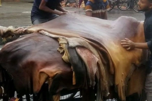 কোরবানির পশুর চামড়ার দাম নির্ধারণ করেছে সরকার