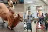 গরুর গুঁতা ও দড়ির টানে পঙ্গু হাসপাতালে ৩৩ জন