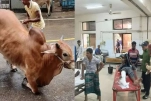 গরুর গুঁতা ও দড়ির টানে পঙ্গু হাসপাতালে ৩৩ জন