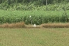 দর্শনা সীমান্তে বিএসএফের পুশইন চেষ্টা, কঠোর অবস্থানে বিজিবি
