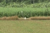 দর্শনা সীমান্তে বিএসএফের পুশইন চেষ্টা, কঠোর অবস্থানে বিজিবি
