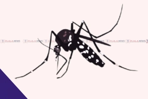 ডেঙ্গু আক্রান্তে দুইজনের মৃ'ত্যু