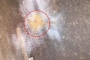 রাজধানীতে ককটেল বিস্ফোরণ