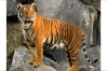 আজ বিশ্ব বাঘ দিবস