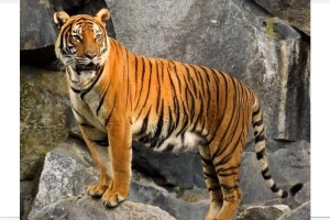 আজ বিশ্ব বাঘ দিবস
