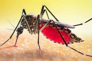 ডেঙ্গুতে আরও দুইজনের মৃ/ত্যু