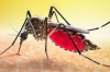 ডেঙ্গুতে একদিনে সর্বোচ্চ আক্রান্ত, মৃত্যু ৪
