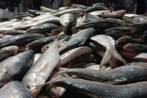 ইলিশ রপ্তানিতে নিষেধাজ্ঞা প্রত্যাহারের আহ্বান ভারতের