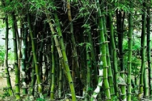 আজ বিশ্ব বাঁশ দিবস