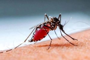 ২৪ ঘণ্টায় ডেঙ্গুতে পাঁচজনের মৃ/ত্যু